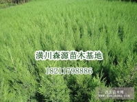 桂花 丹桂 四季桂 紫薇 大葉女貞河南 信陽(yáng)潢川縣繼紅花木種植專(zhuān)業(yè)合作社產(chǎn)品供應(yīng)第1頁(yè)