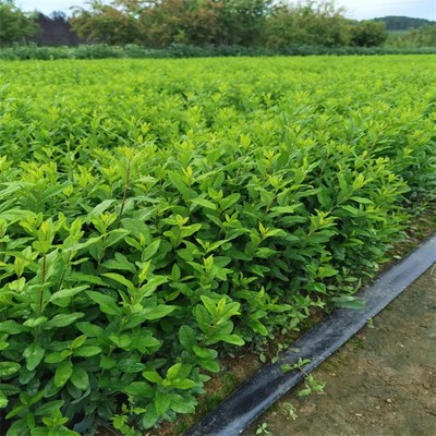 苗木產(chǎn)品信息