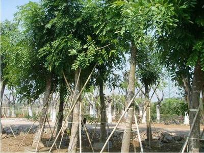 上海桃花心木工程綠化苗木上海桃花心木大型種植基地上海桃花心木優(yōu)質(zhì)苗木上海桃花心木產(chǎn)品供應(yīng)-漳浦縣馬口綠博園藝場(chǎng)