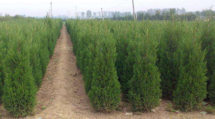 2019年蜀檜栽培種植技術(shù)簡(jiǎn)介