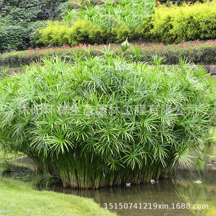 黃菖蒲 水生植物 河道綠化苗木 承接種植凈化水質(zhì)菖蒲苗基地批發(fā)