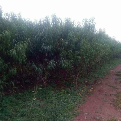 風(fēng)味皇后桃小苗種植基地風(fēng)味皇后桃樹(shù)苗直徑2公分