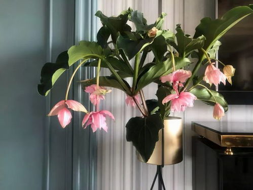 這8種才是貨真價(jià)實(shí)的 網(wǎng)紅花 ,開(kāi)花很 良心 ,養(yǎng)護(hù)很簡(jiǎn)單