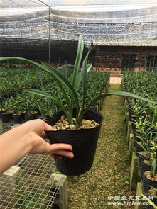 正宗原生種.君荷.2苗1桿花88包郵.精品荷瓣