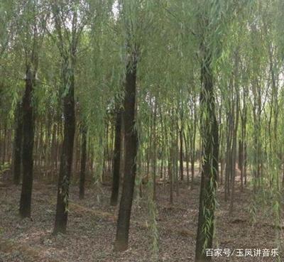垂柳的育苗技術(shù)和種植方法